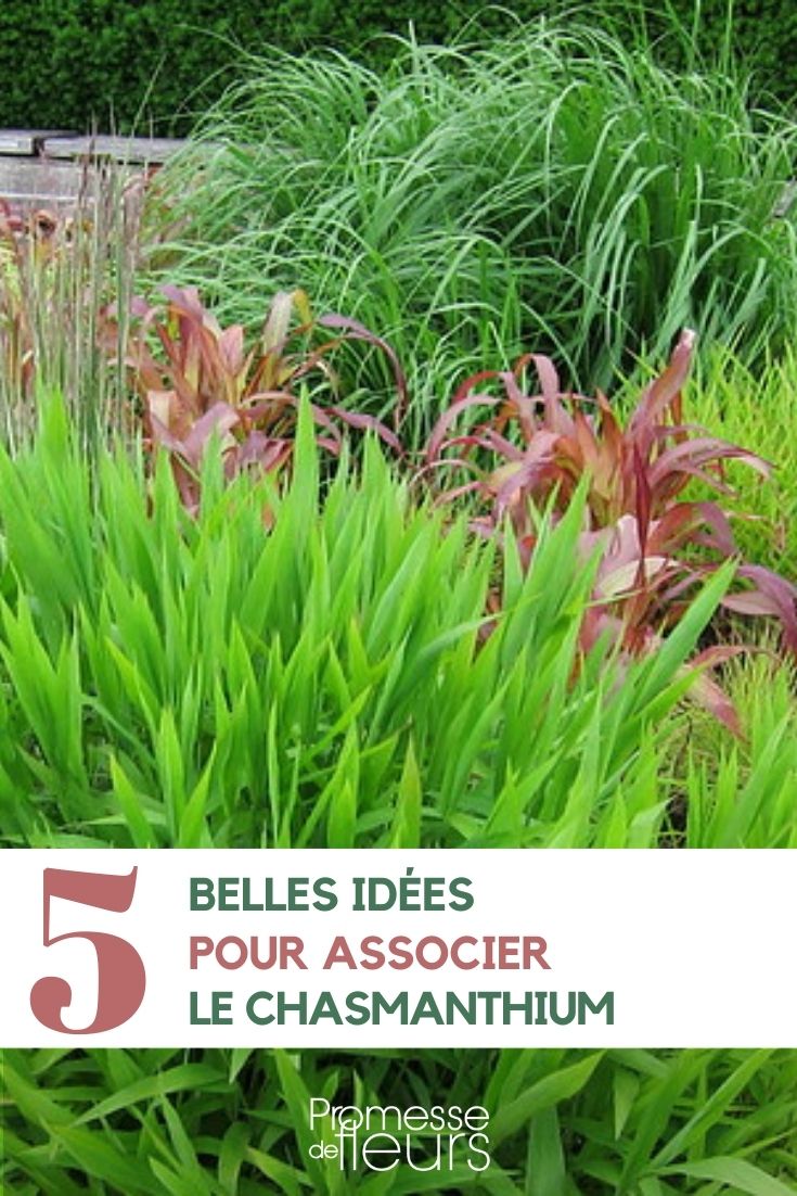 associer le chasmanthium