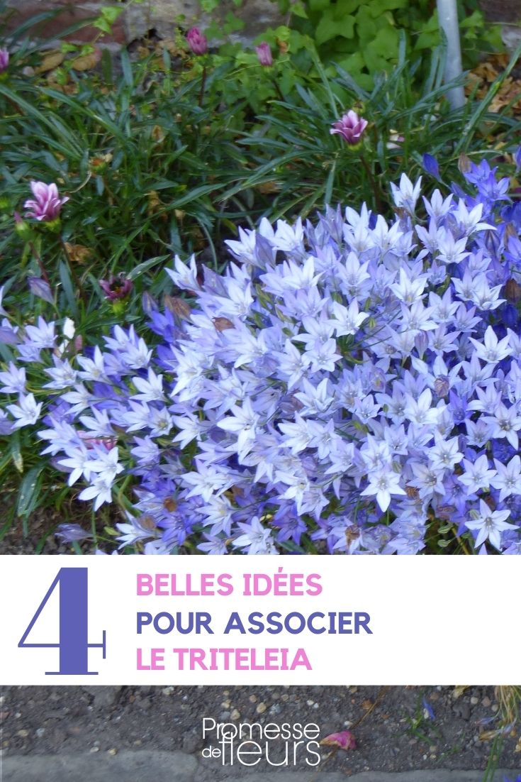 associer le triteleia