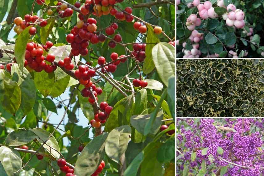 Associer les Houx dans un bosquet d'arbustes à baies décoratives 