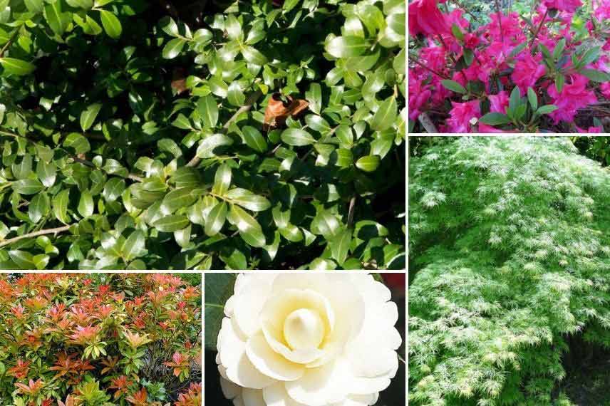 Associer les Houx dans un jardin à l'atmosphère japonaise