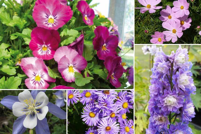 Association viola pensées Dans un massif fleuri toute l'année