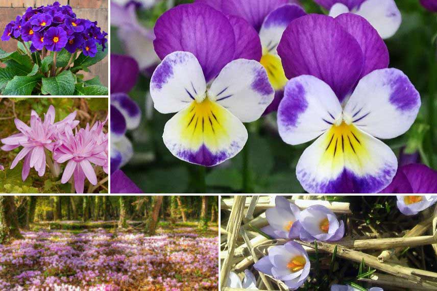 Association viola pensées Dans une ambiance de sous-bois