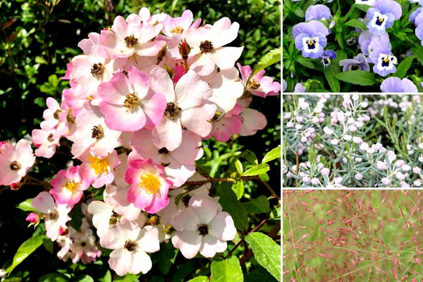 Association viola pensées Dans un massif romantique