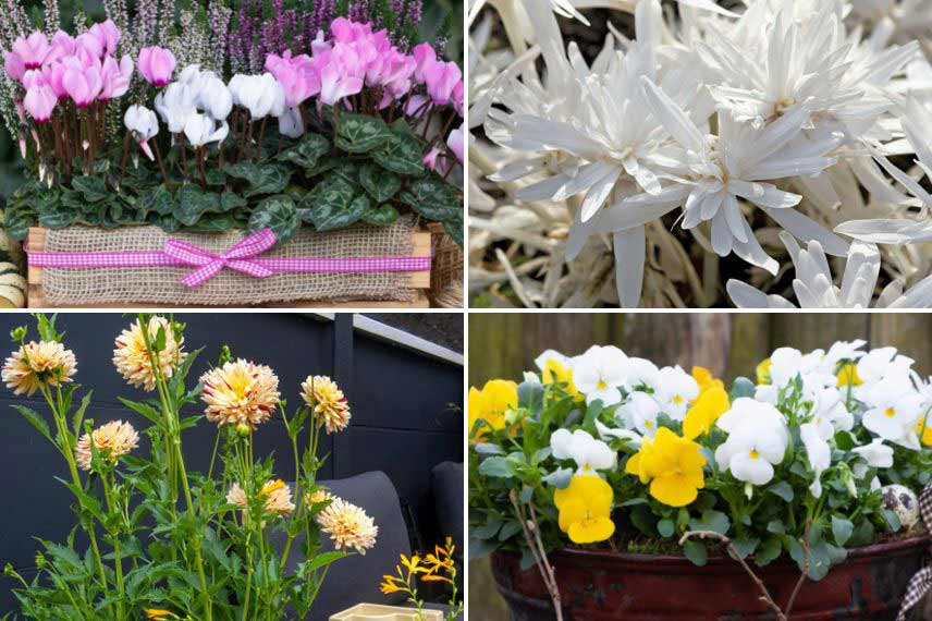 bulbes et bisannuelles pour un balcon fleuri en automne