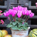 Un balcon fleuri en automne : nos conseils