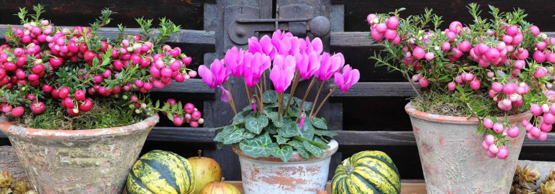 Un balcon fleuri en automne : nos conseils