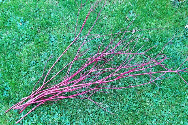 branches de cornus