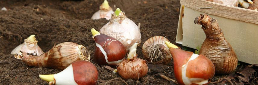 planter des bulbes pour des fleurs toute l'année