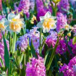 Bulbes : des fleurs pour toutes les saisons