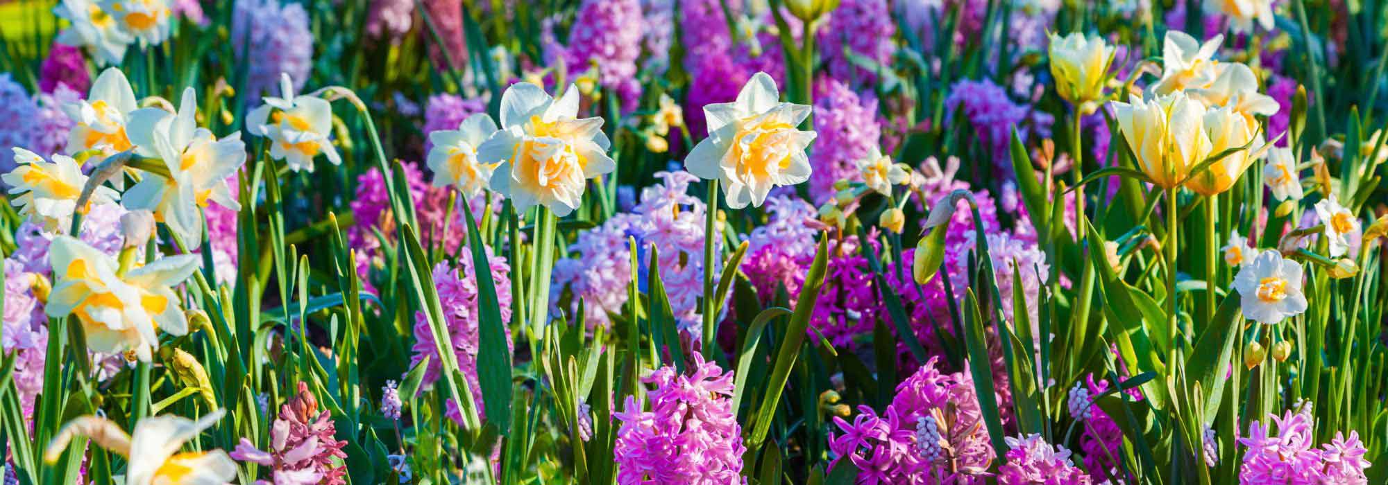 Bulbes en fleurs à l'automne