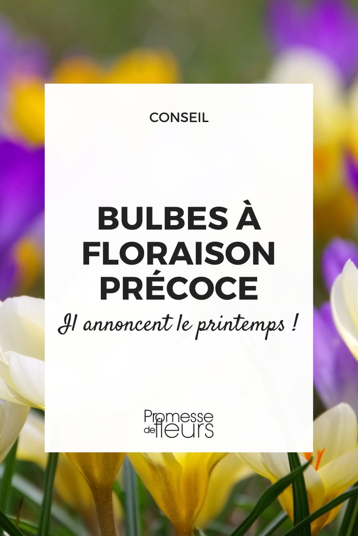 bulbes à floraison precoce