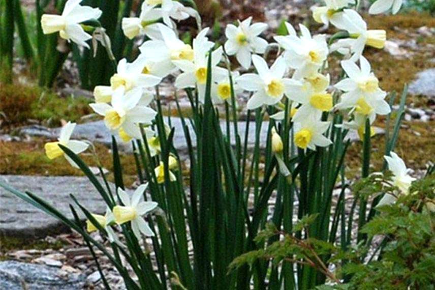 narcisse 'Bella Estrella' parfumé