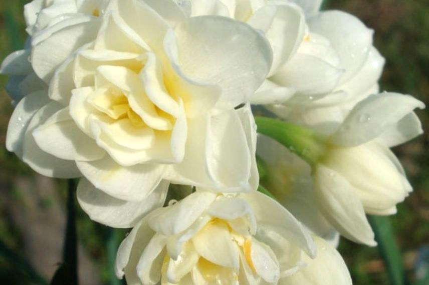 narcisse tazetta 'Erlicheer' parfumé