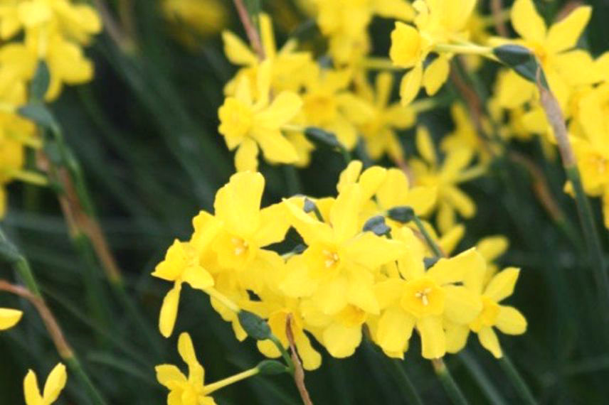 narcisse 'Twilling Yellow' parfumé