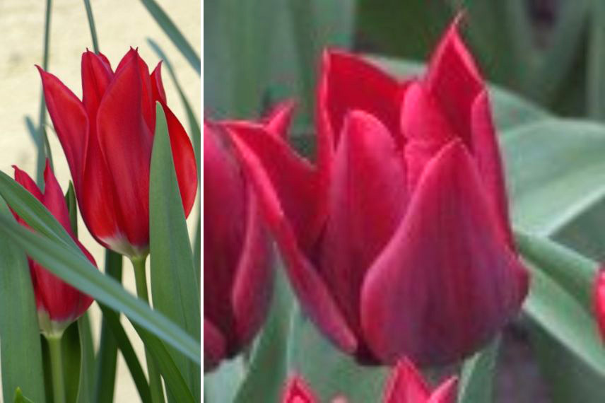tulipe Fleur de Lis 'Lasting Love' parfumée