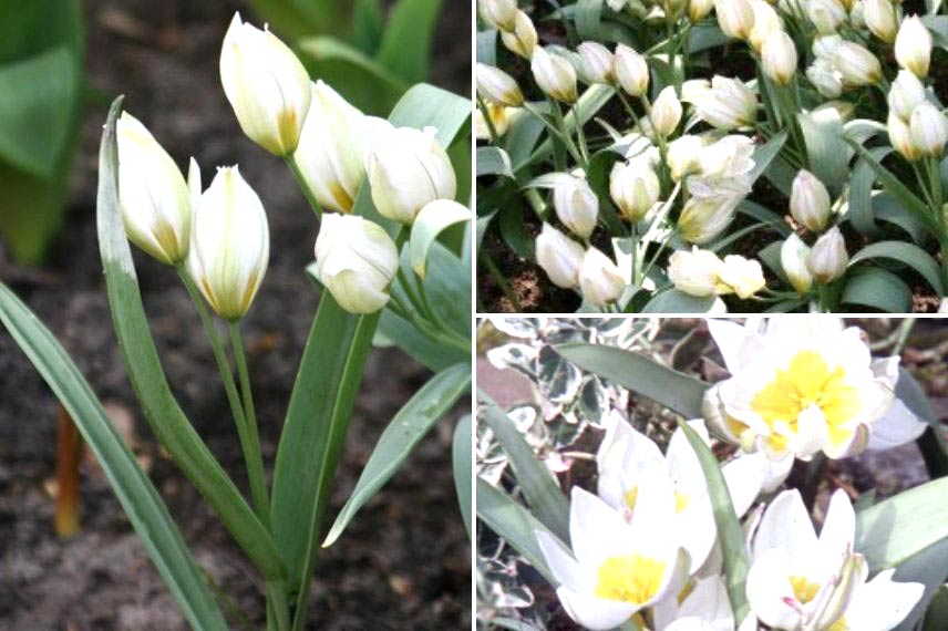 tulipe botanique polychroma parfumée