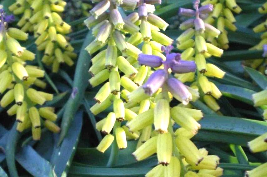 muscari macrocarpum 'Golden Fragrance' parfumé