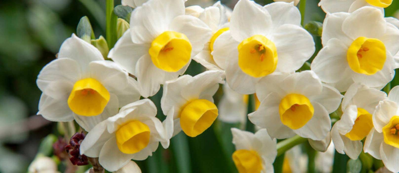 25 Bulbes De Jonquilles Parfumées - Mélange De Variétés - Pour Jardin Ou Pots - Plantation Automne