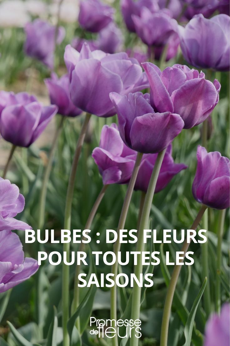 bulbes pour toutes les saisons