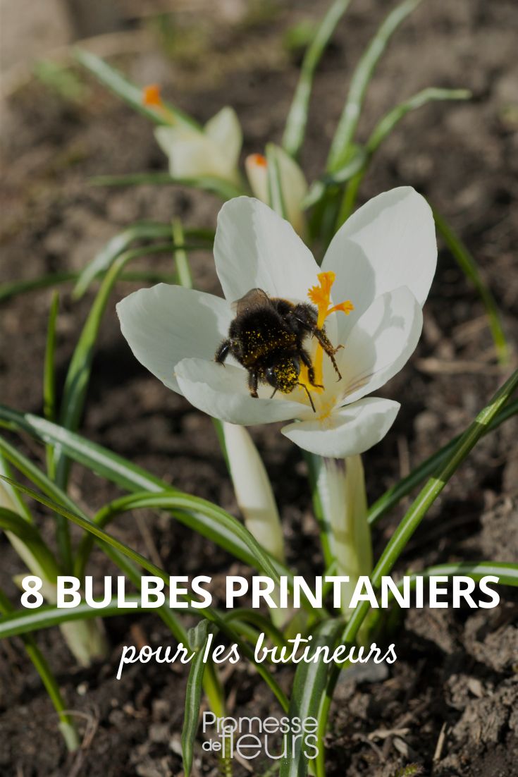 bulbes printaniers butineurs