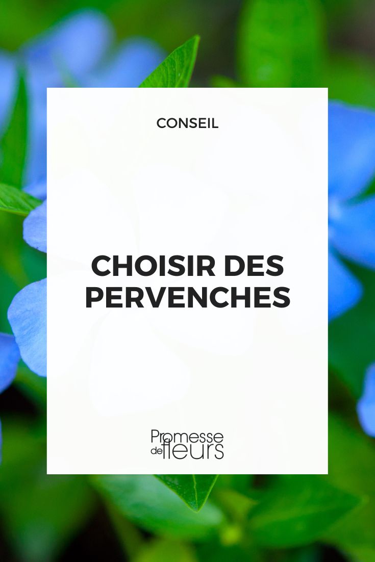 choisir des pervenches