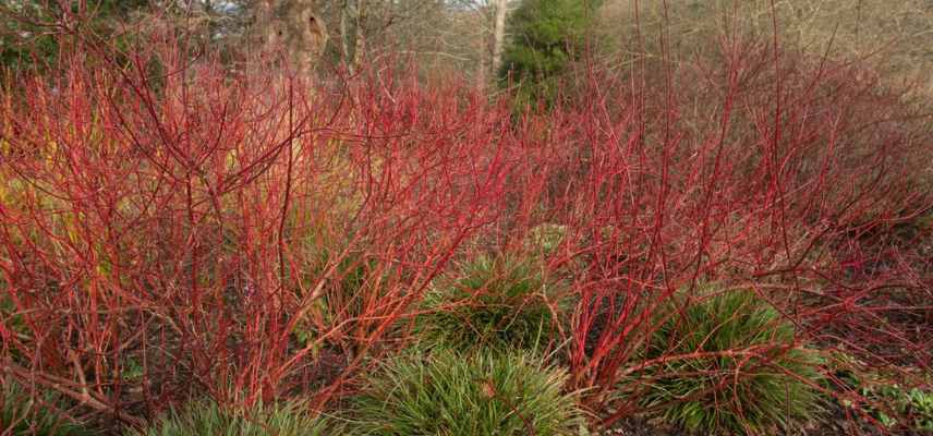 Cornus cornouillers les plus colores