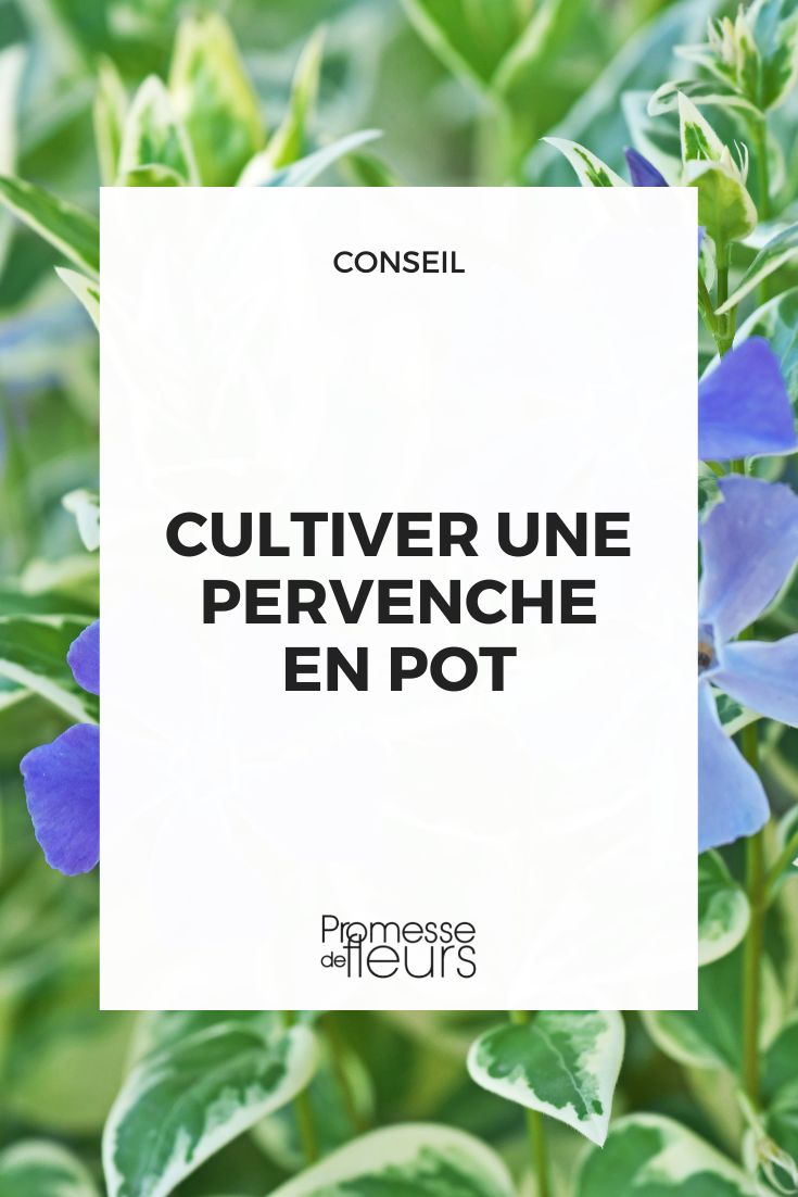 cultiver une pervenche en pot