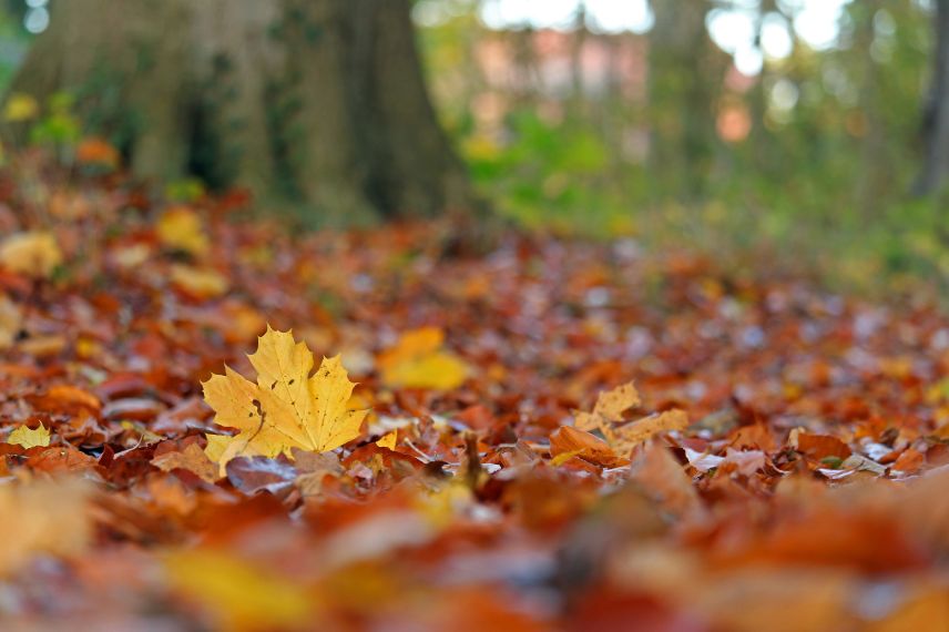 En automne, il faut procéder au ramassage des feuilles mortes sur le gazon