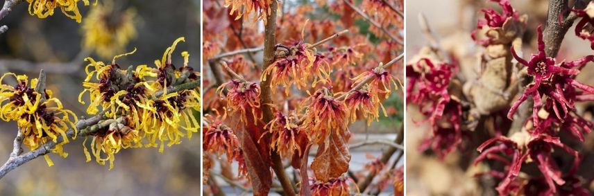 Hamamelis 