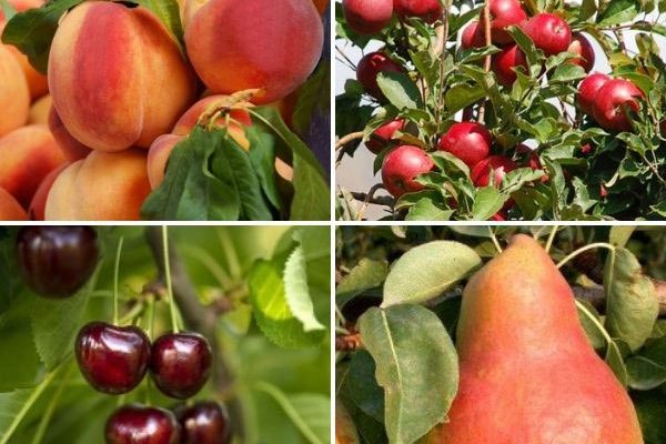 Nos nouveautés arbres fruitiers de l'automne 2022