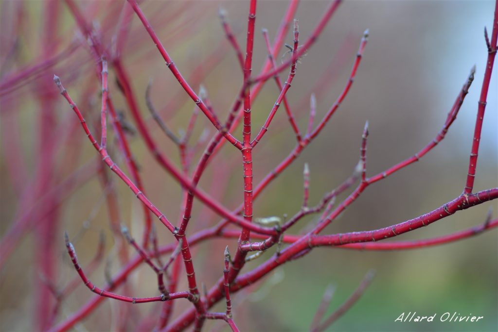 haie de cornouiller, haie de Cornus