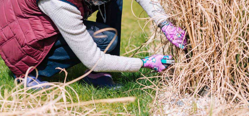 Comment faire une haie de graminées