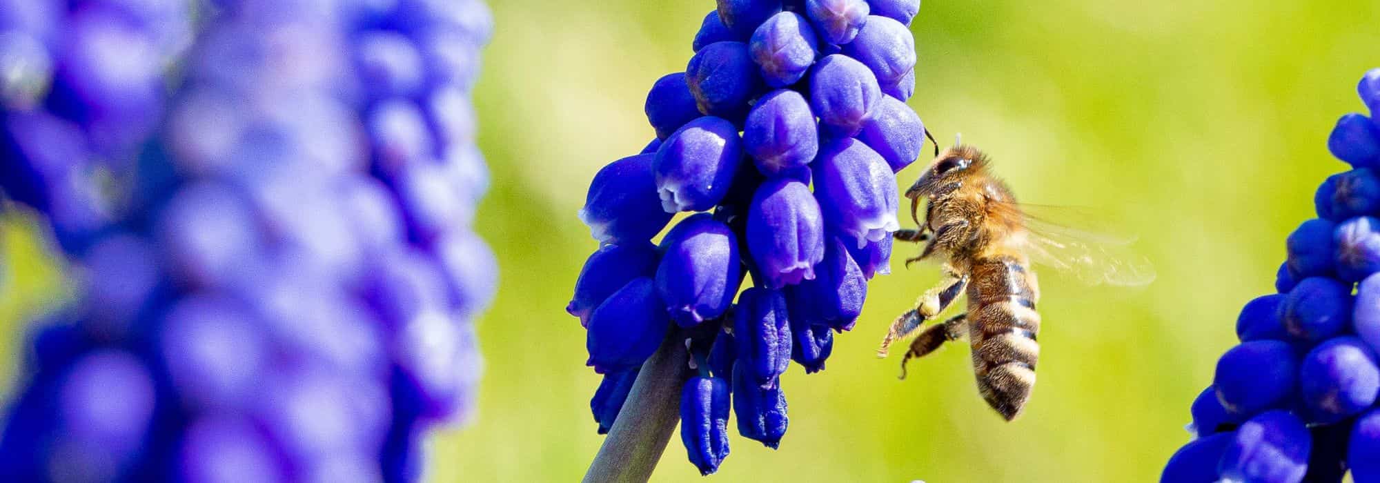 8 bulbes printaniers mellifères pour les butineurs