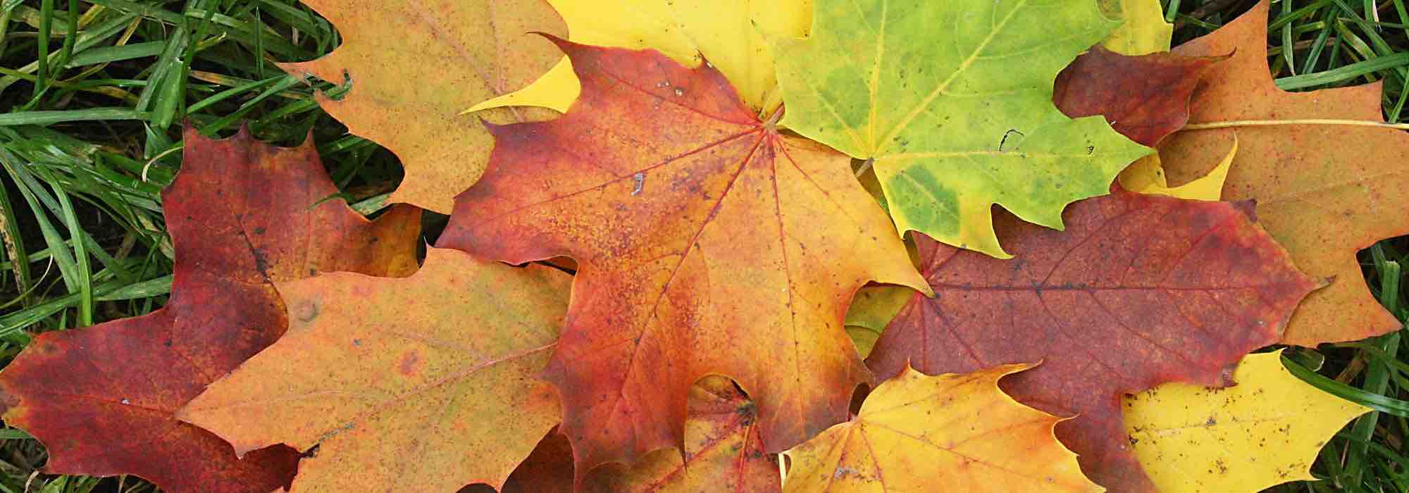 Feuilles mortes à l'automne : transformez le calvaire en bienfait ! – Blog  : conseil abri jardin garage carport & bons plans !