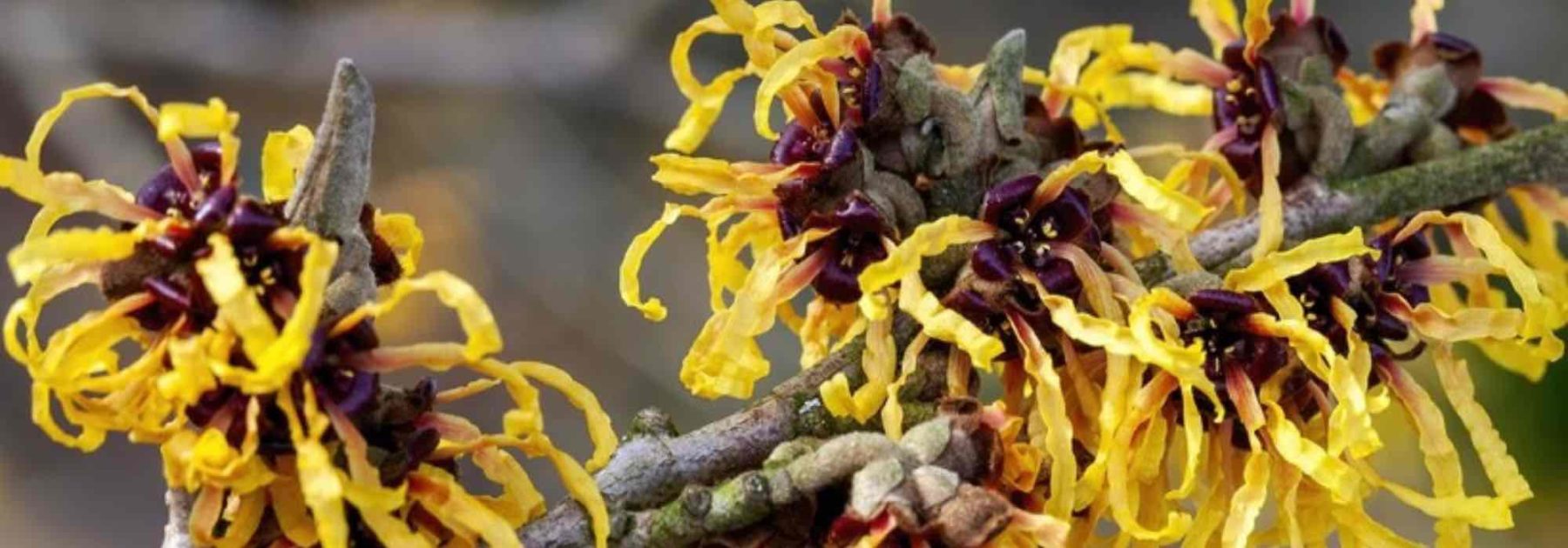 Noisetier des sorcières, Hamamelis : planter, cultiver, multiplier