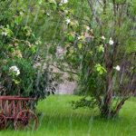 Fortes précipitations : nos conseils pour protéger le jardin