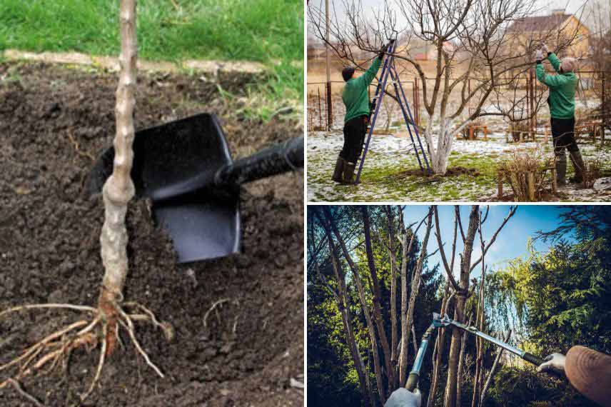 travaux de jardinage décembre