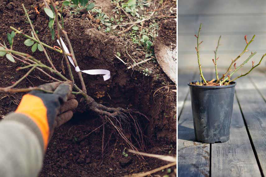 travaux de jardinage décembre