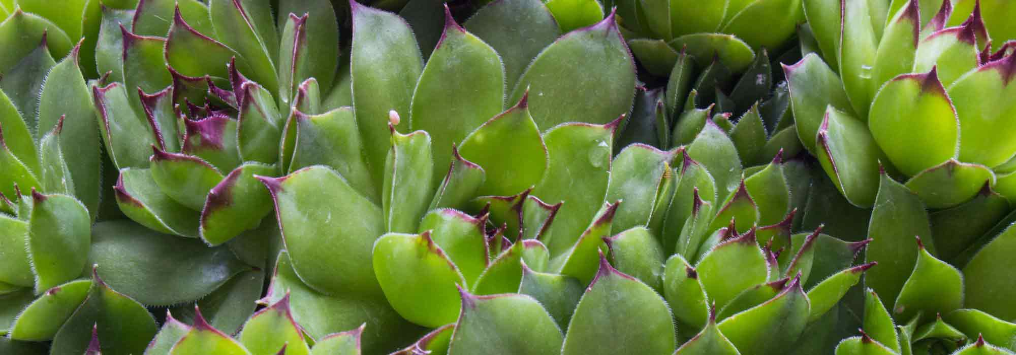 Sempervivum, Joubarbe : plantation, culture et entretien - Nos