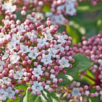 INGA pulcherrima Arbre aux houpettes - Arbuste