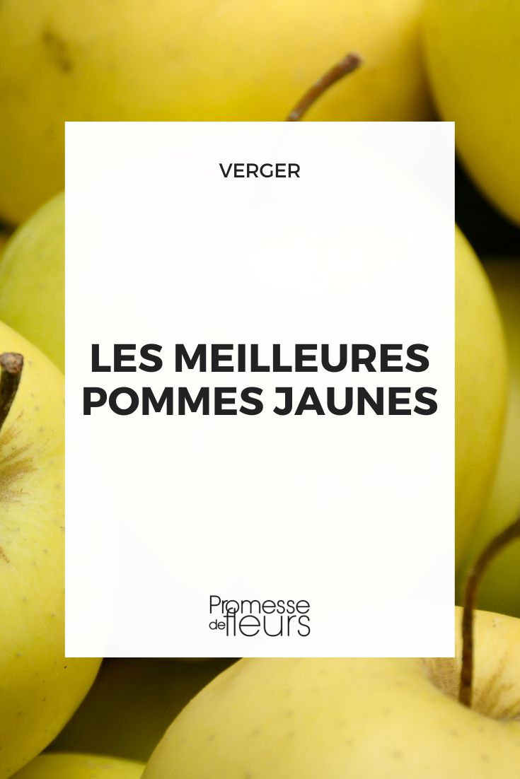 meilleures pommes jaunes