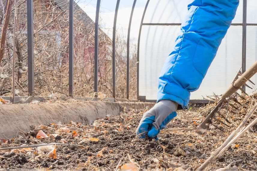 nettoyge de la serre en automne