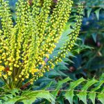 Choisir un mahonia