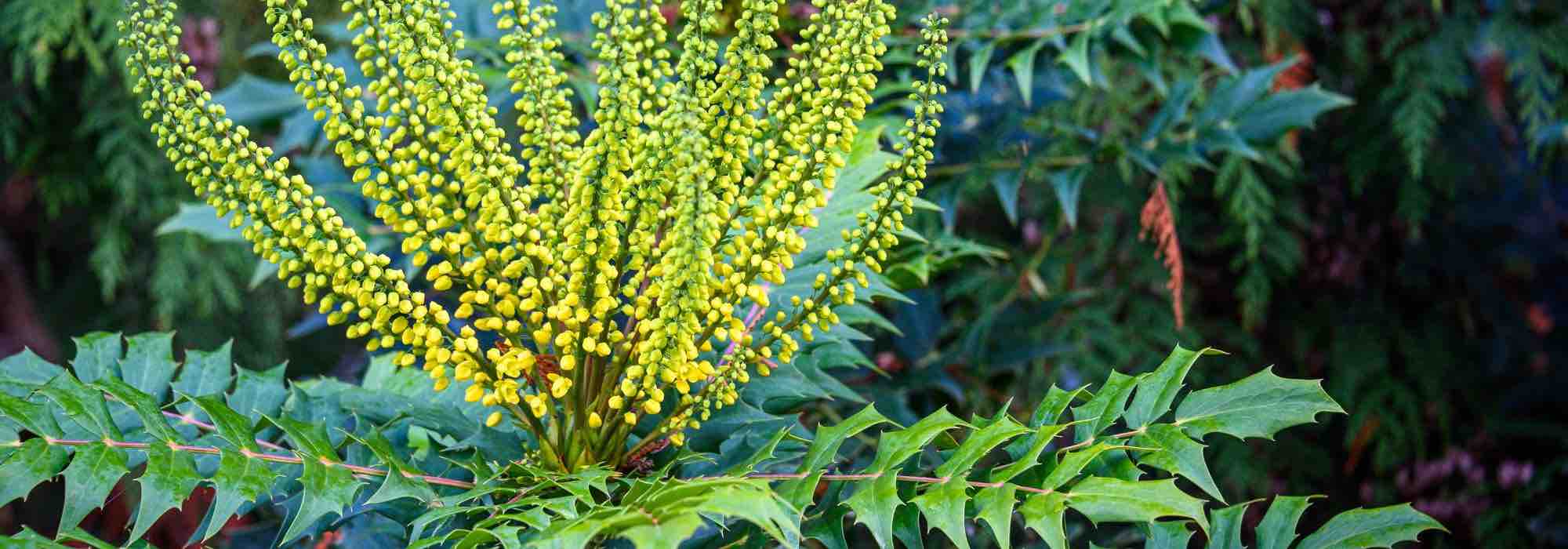 Choisir un mahonia