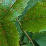 Maladies et parasites du mahonia