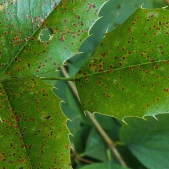 Maladies et parasites du mahonia