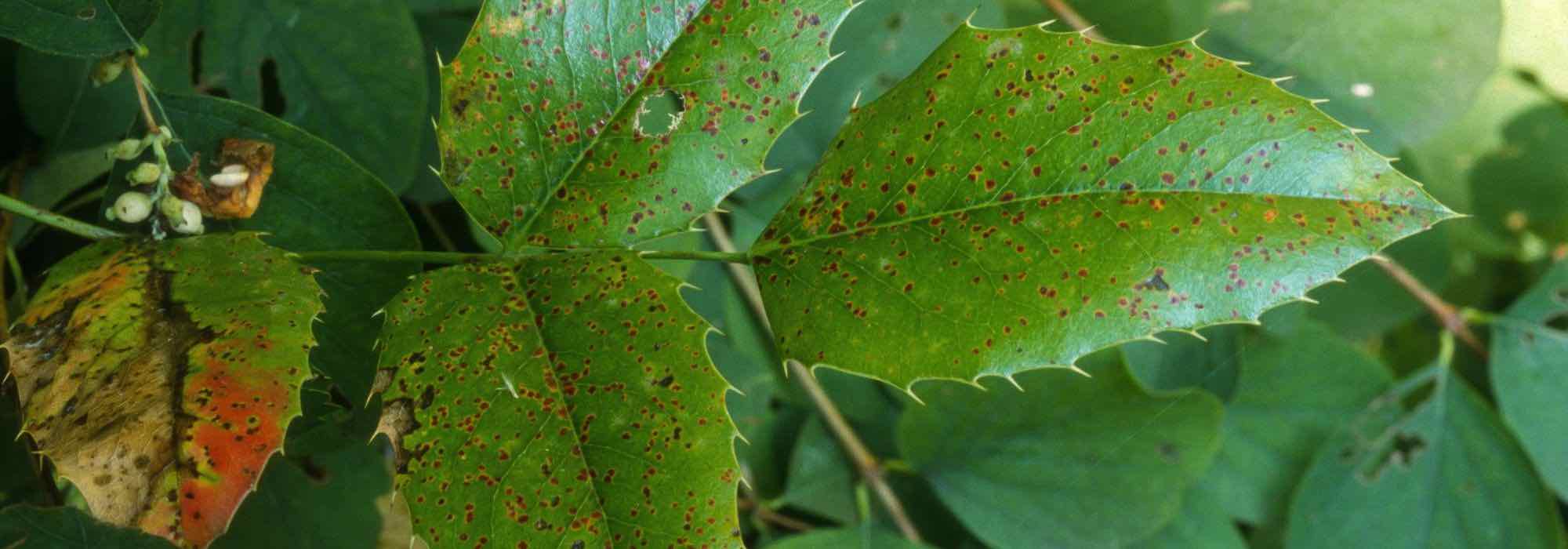 Maladies et parasites du mahonia