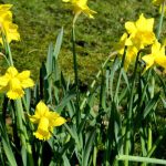 Narcisses botaniques : les choisir et les associer
