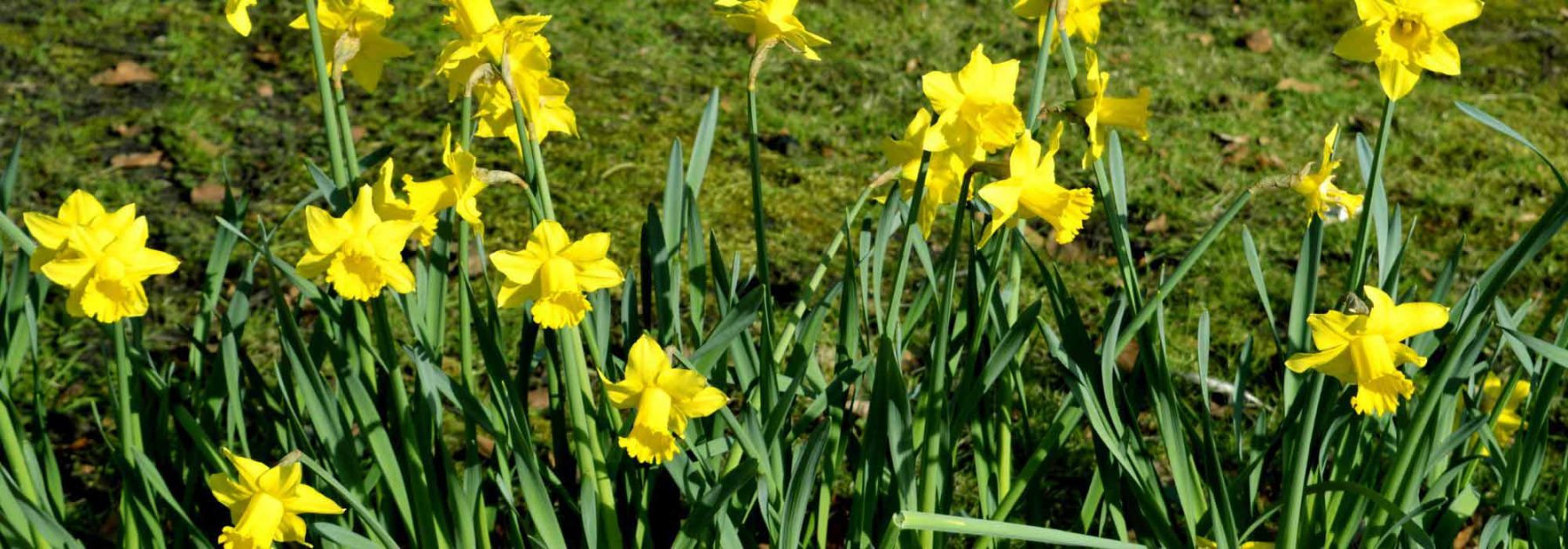 Narcisses botaniques : les choisir et les associer