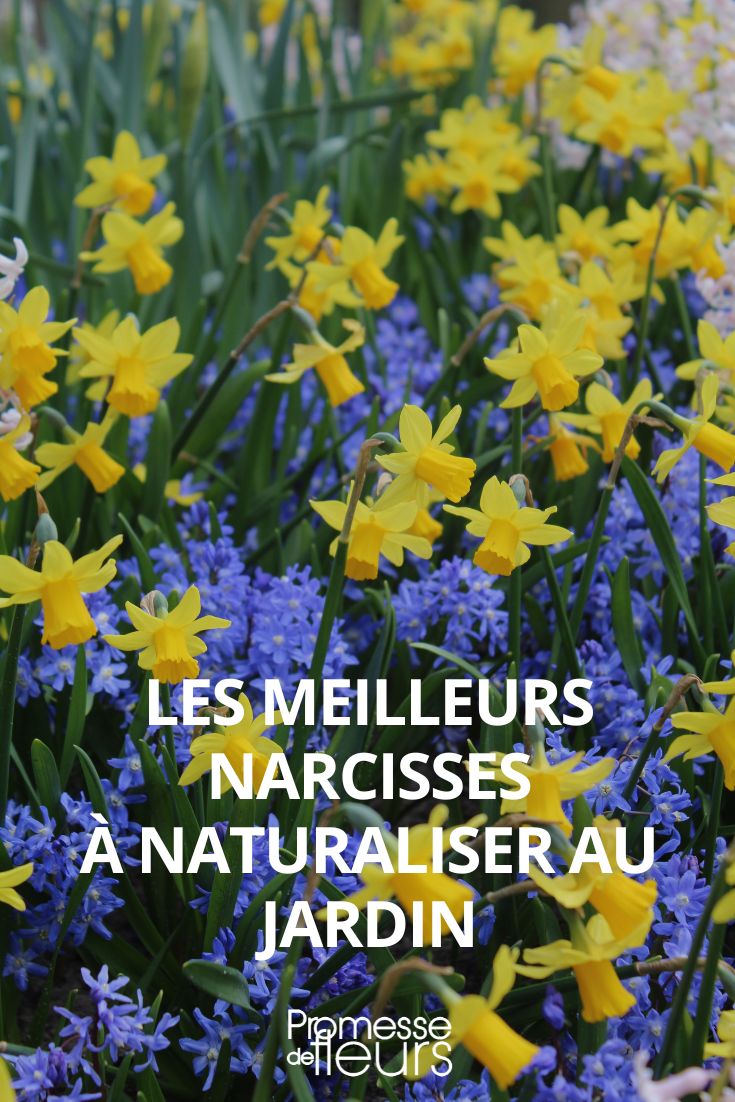 narcisses faciles a naturaliser au jardin